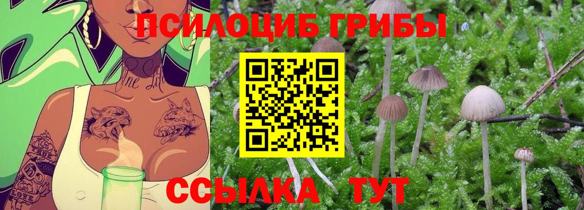 Дербент  Псилоцибиновые грибы MAGIC MUSHROOMS  Вход с VPN  Псилоцибиновые грибы Psilocybine cubensis 